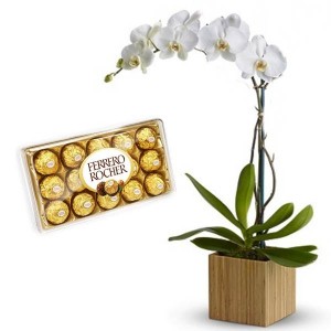 Orquídea Branca + Chocolate 12un