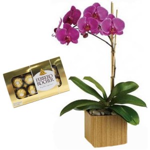 Orquídea Phalaenopsis Lilás+ Chocolate 8un